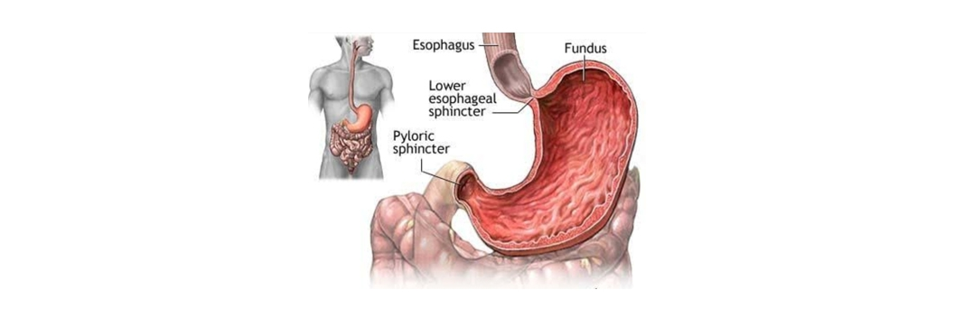 Gastric & Reflux