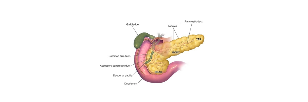 Pancreas