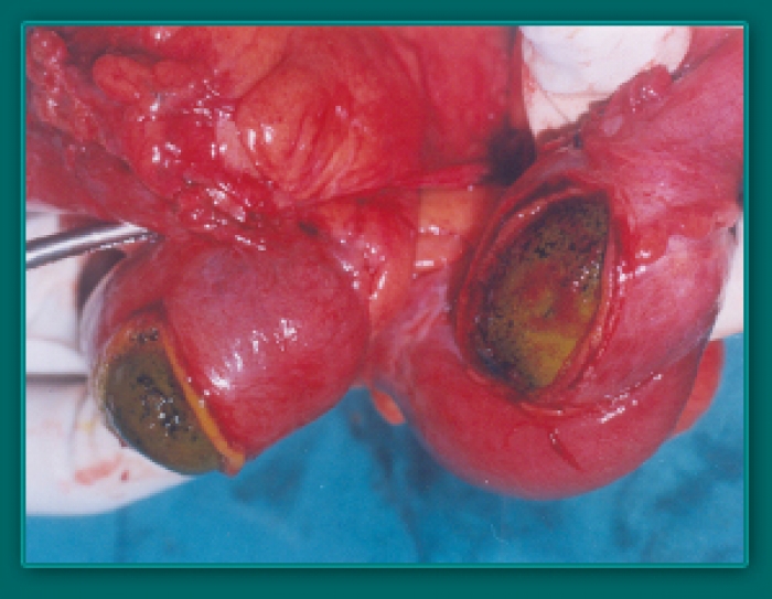 1733835431_f1137c2c9ffd37e3a897