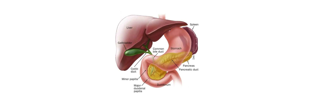 Hepatobiliary