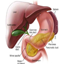Hepatobiliary
