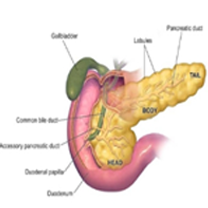 Pancreas